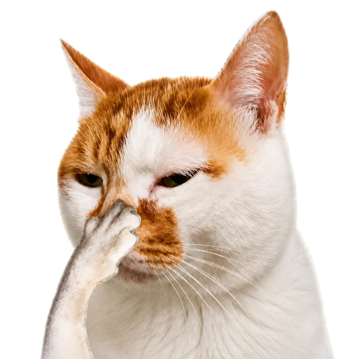 Stink Cat pinching his nose